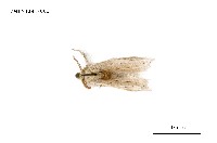 藏品(毒蛾科)的圖片
